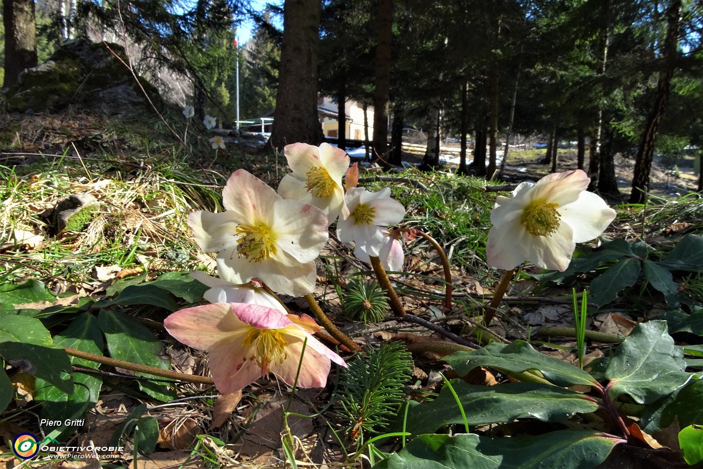 47 Festa di ellebori in fiore alla Baita Alpini.JPG